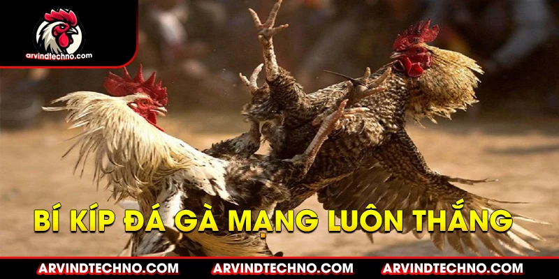 Bí quyết "luôn thắng" trong đá gà mạng 1 bí kíp đá gà mạng luôn thắng