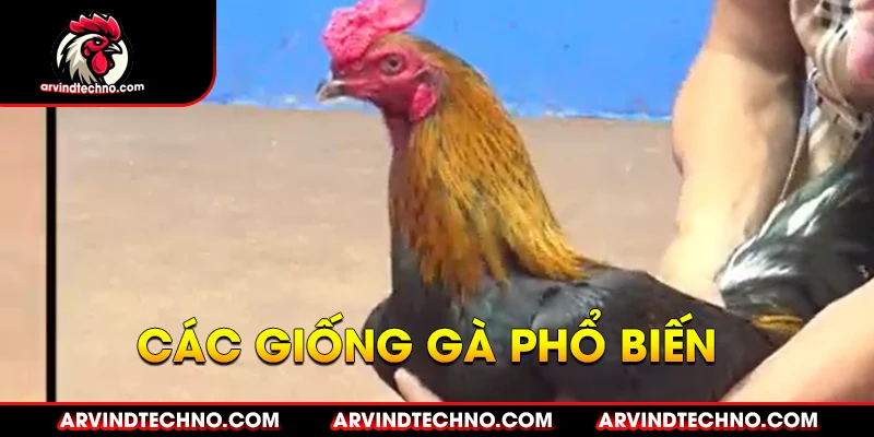 Bí quyết "luôn thắng" trong đá gà mạng 2 Các giống gà chọi phổ biến trong đá gà mạng