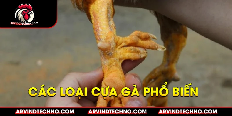 Phân Loại Cựa Gà Chọi: Vũ Khí Bí Mật Của Chiến Kê 2 Các Loại Cựa Gà Phổ Biến