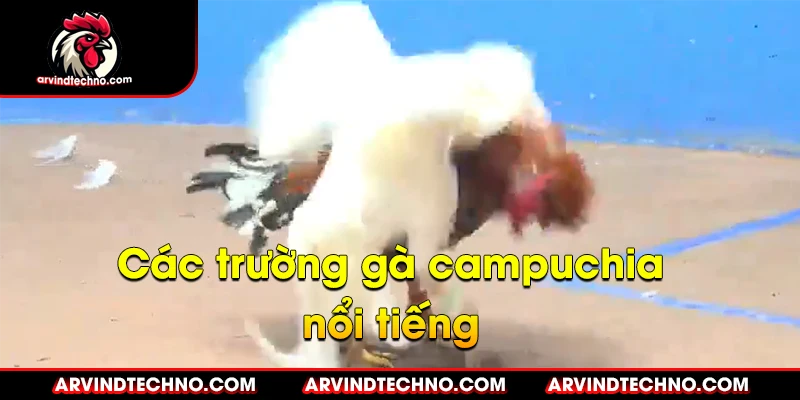 Đá gà Campuchia: Máu lửa và kịch tính 2 Các Trường Gà Campuchia Nổi Tiếng