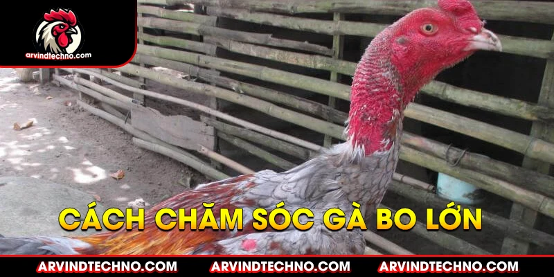 Cách Nuôi Gà Đá Bo Lớn: Bí Quyết Cho "Chiến Kê" Bất Bại 4 Chăm Sóc Sức Khỏe Cho Gà Đá
