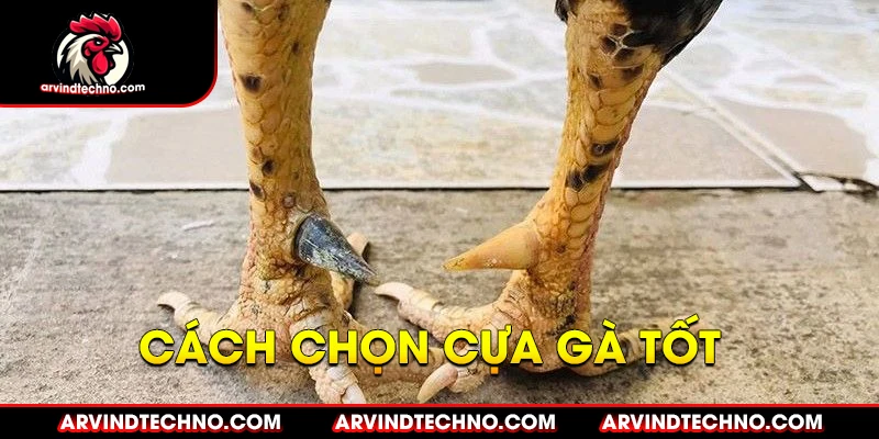Phân Loại Cựa Gà Chọi: Vũ Khí Bí Mật Của Chiến Kê 3 cách chọn cựa gà tốt