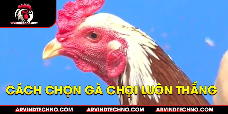 Bí quyết "luôn thắng" trong đá gà mạng 3 Cách chọn gà chọi "luôn thắng"