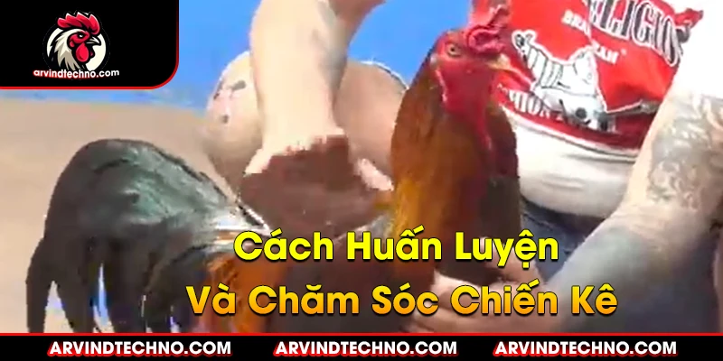 Bí Quyết Chọn Gà Đá Thomo Bách Chiến Bách Thắng 3 Kỹ Thuật Đá Gà Thomo: Cách Huấn Luyện Và Chăm Sóc Chiến Kê
