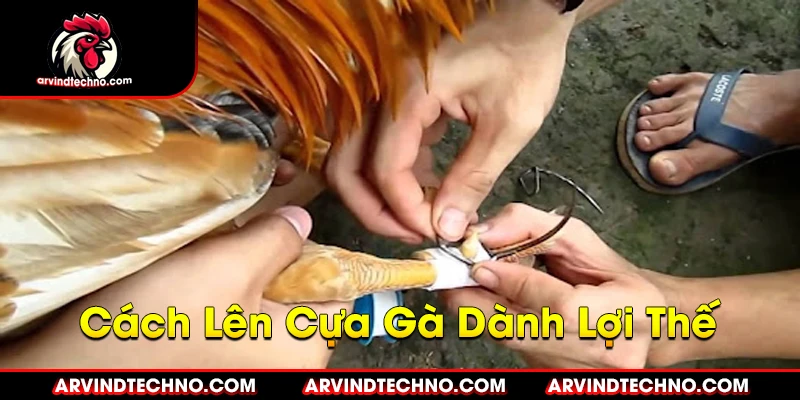 Cách Lên Cựa Gà Dành Lợi Thế: Bí Quyết Từ A-Z 1 Cách Lên Cựa Gà Dành Lợi Thế: Bí Quyết Từ A-Z