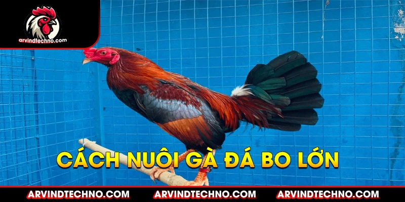 Cách Nuôi Gà Đá Bo Lớn: Bí Quyết Cho "Chiến Kê" Bất Bại 1 Cách Nuôi Gà Đá Bo Lớn