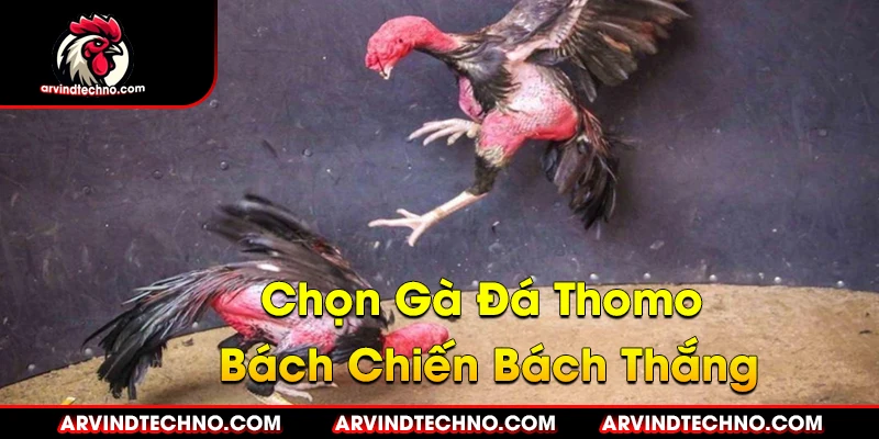 Bí Quyết Chọn Gà Đá Thomo Bách Chiến Bách Thắng 1 Bí Quyết Chọn Gà Đá Thomo Bách Chiến Bách Thắng