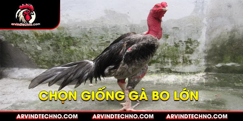 Cách Nuôi Gà Đá Bo Lớn: Bí Quyết Cho "Chiến Kê" Bất Bại 3 Chọn Giống Gà Đá Có Tiềm Năng Bo Lớn