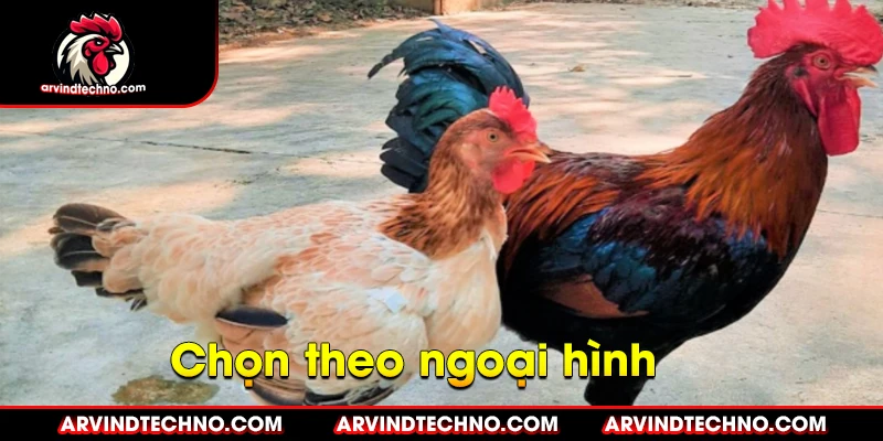 Chọn gà mái theo ngoại hình