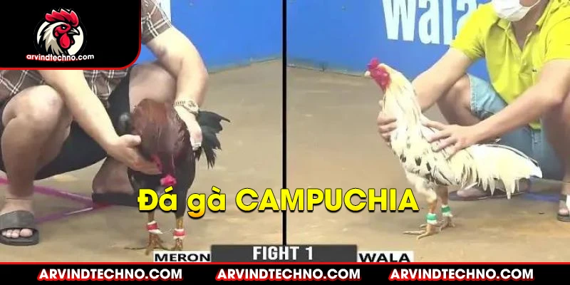 Đá gà Campuchia: Máu lửa và kịch tính 1 đá gà campuchia