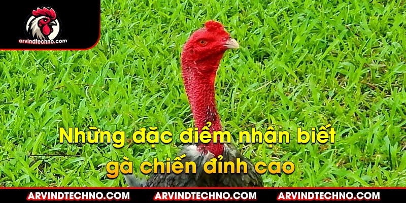 Những đặc điểm nhận biết gà chiến đỉnh cao 1 Những đặc điểm nhận biết gà chiến đỉnh cao