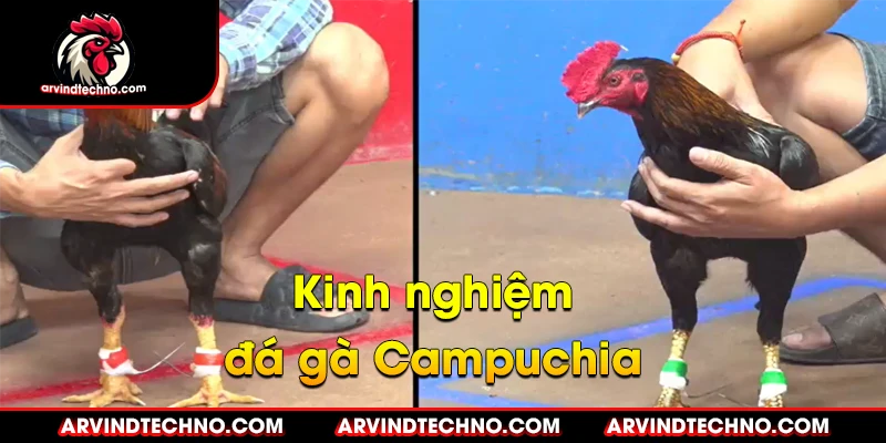 Đá gà Campuchia: Máu lửa và kịch tính 3 kinh nghiệm đá gà campuchia