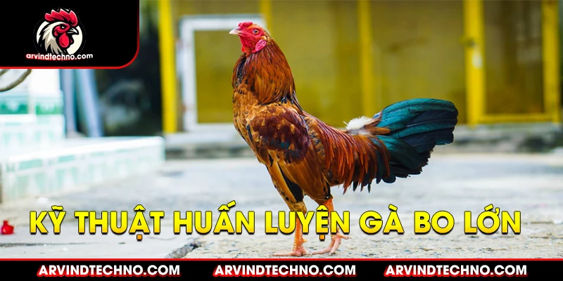 Cách Nuôi Gà Đá Bo Lớn: Bí Quyết Cho "Chiến Kê" Bất Bại 2 Kỹ Thuật Huấn Luyện Gà Đá Bo Lớn