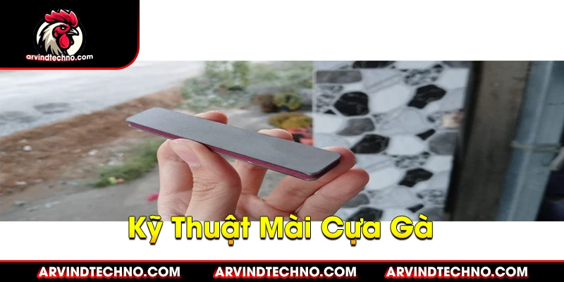 Cách Lên Cựa Gà Dành Lợi Thế: Bí Quyết Từ A-Z 3 Bí Quyết Mài Cựa Gà Sắc Bén, Gây Sát Thương Cao