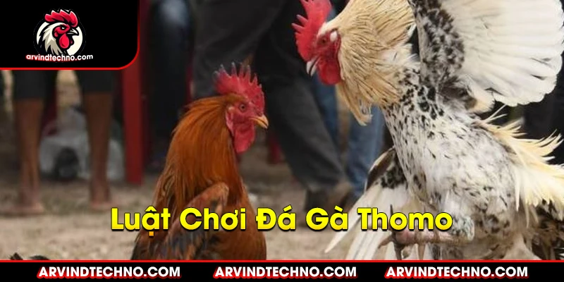 Bí Quyết Chọn Gà Đá Thomo Bách Chiến Bách Thắng 4 Luật Chơi Đá Gà Thomo Mới Nhất: Những Điều Cần Biết