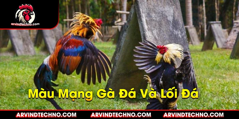 Màu Mạng Gà Đá: Bí Quyết Chọn Màu Gà Chiến Thắng 3 Màu Mạng Gà Đá Và Lối Đá
