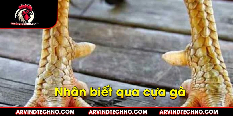 Những đặc điểm nhận biết gà chiến đỉnh cao 3 nhận biết qua cựa gà