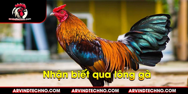 Những đặc điểm nhận biết gà chiến đỉnh cao 4 nhận biết qua lông gà