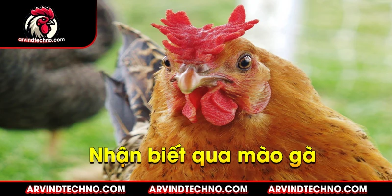 Những đặc điểm nhận biết gà chiến đỉnh cao 2 Nhận biết qua mào gà