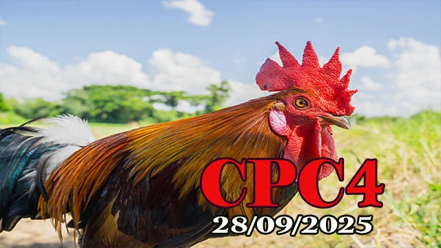 Xem clip đá gà Thomo C4 hôm nay 28/09/2025