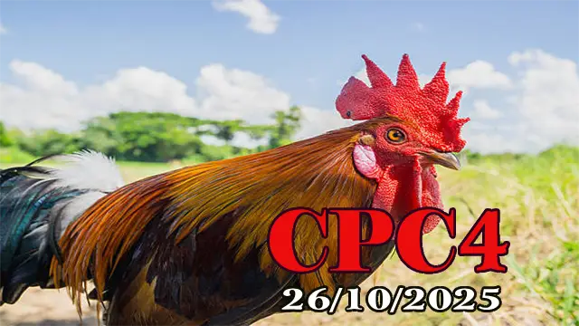 Xem lại đá gà Thomo hôm nay C4 ngày 26/10/2025