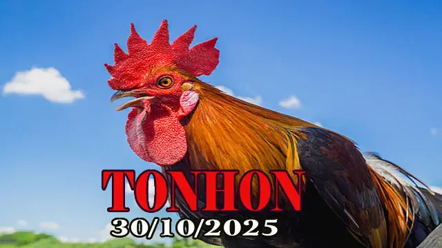 Clip phát lại đá gà trực tiếp Tonhon hôm nay 30/10/2025
