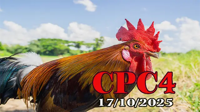 Xem lại đá gà Thomo hôm nay C4 ngày 17/10/2025