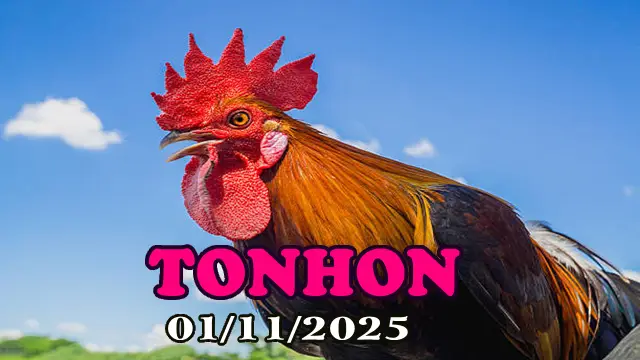 Clip phát lại đá gà trực tiếp Tonhon hôm nay 01/11/2025