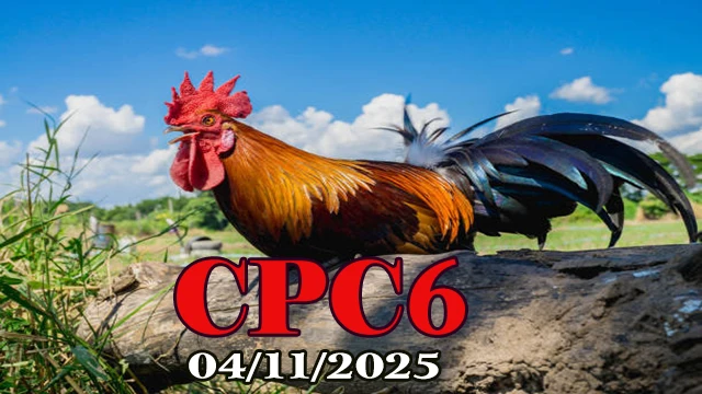 Clip đá gà C6 Thomo hôm nay phát lại 04/11/2025