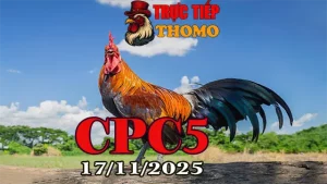 Full clip đá gà trực tiếp CPC5 Thomo hôm nay 17112025 mới nhất