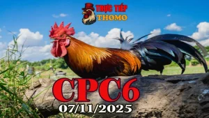 Xem full clip đá gà Thomo CPC6 hôm nay 07/11/2025 nhanh nhất
