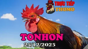 Trực Tiếp Đá Gà Tonhon 25122025