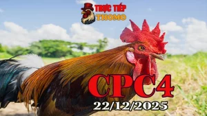Xem đá gà CPC4 trực tiếp hôm nay 22122025 mới nhất