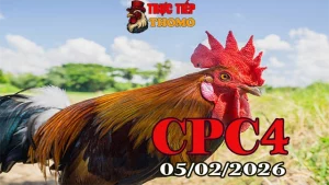 Clip đá gà CPC4 trực tiếp ngày 05022026 – Xem không lag